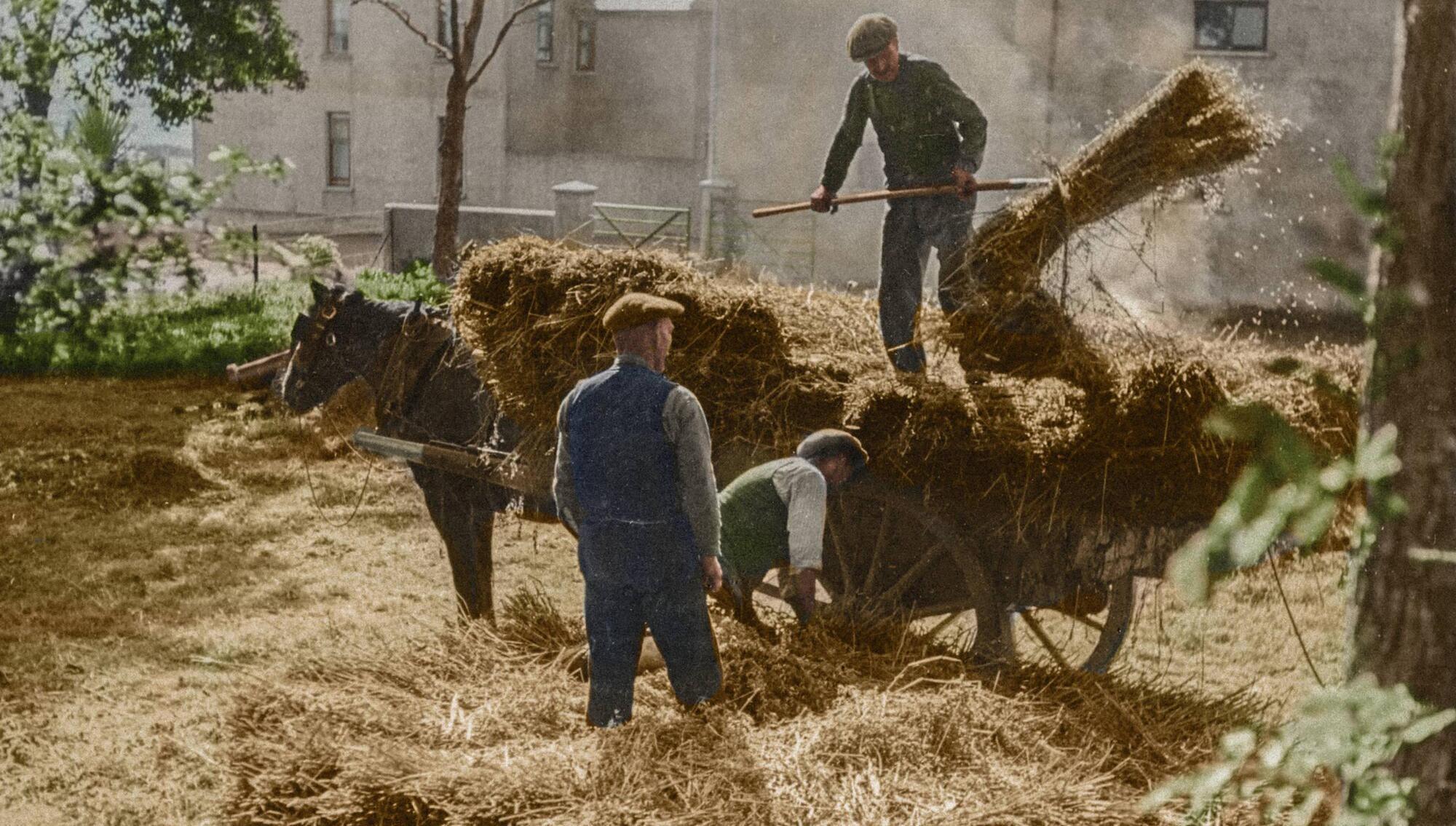 A life on the land: The story behind a new book of images from Ireland's farming history