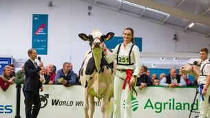 <p>Andrea Rafferty with Hallow Octain Twizzle following a win in the 5 Year Old Cow in Milk class.</p>