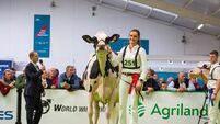 Dutch farmers' party thrust into pivotal position