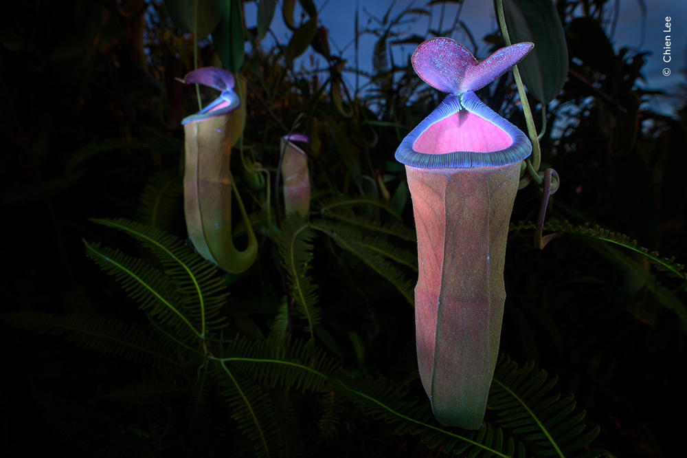 Plants and Fungi Deadly Allure