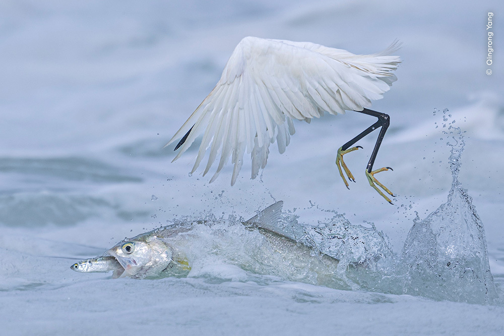 Behaviour: Birds Synchronised Fishing