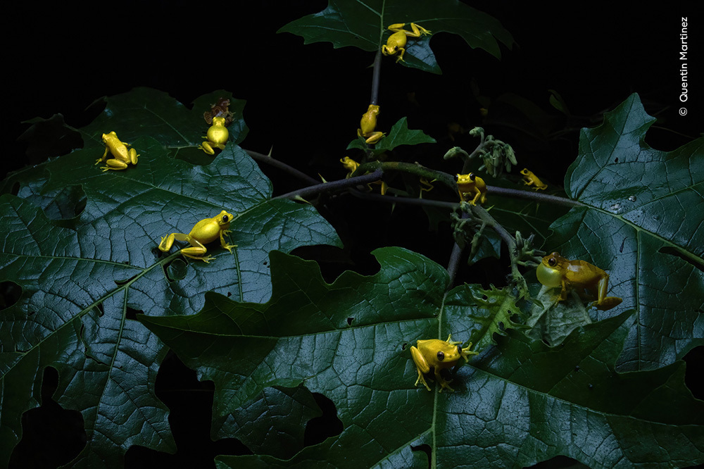 Behaviour: Amphibians and Reptiles Frolicking Frogs