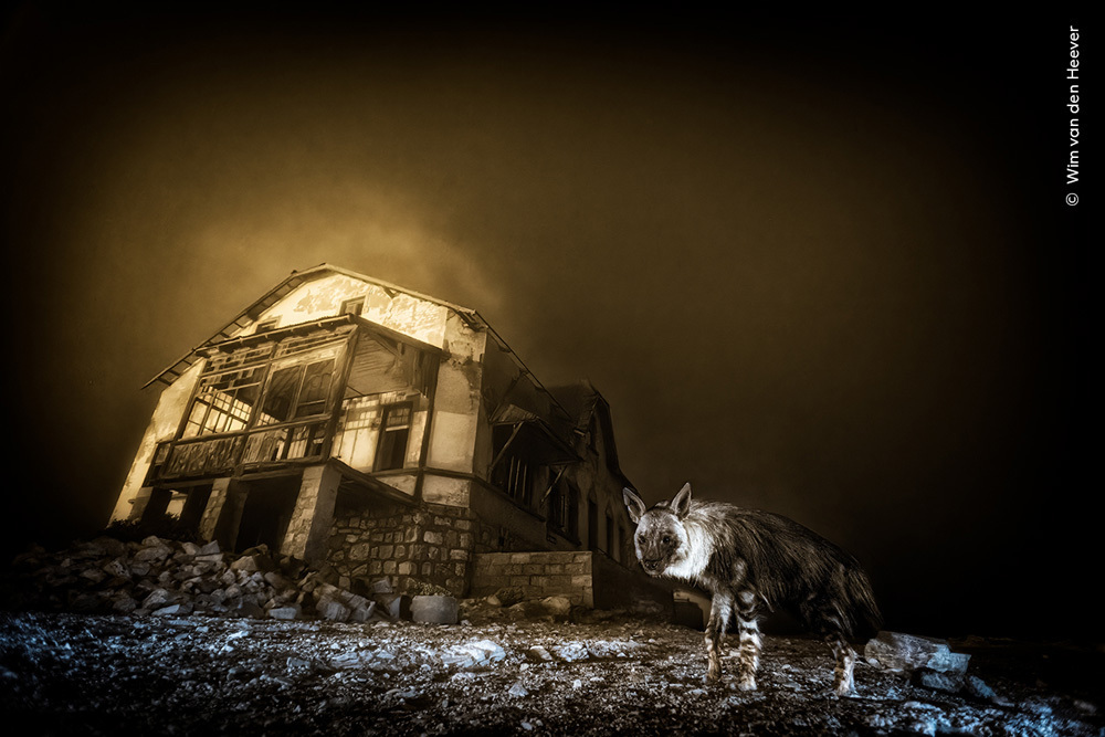 Wildlife Photographer of the Year 2025, Urban Wildlife Ghost Town Visitor