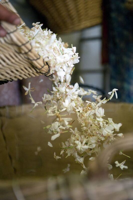 Jasmine blooms at night and is picked in the early morning. Jasmine blooms at night and is picked in the early morning.