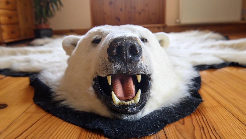  Nanook the polar bear, at rest at Pat Falvey's house. Picture Dan Linehan
