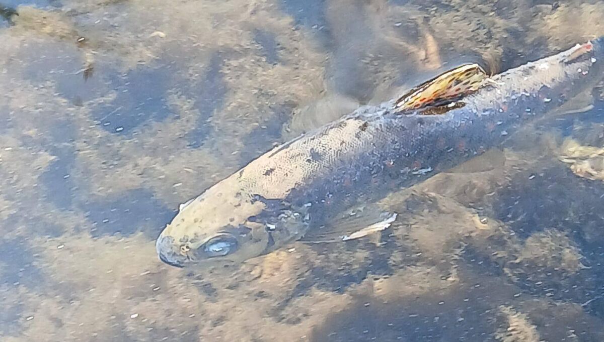 Most of the fish from the River Blackwater fish kill were found in and around Mallow but some were located as far away as Banteer, about 22km upstream and downstream as afar as Castletownroche, which is 17 km away. Most of the fish from the River Blackwater fish kill were found in and around Mallow but some were located as far away as Banteer, about 22km upstream and downstream as afar as Castletownroche, which is 17 km away.