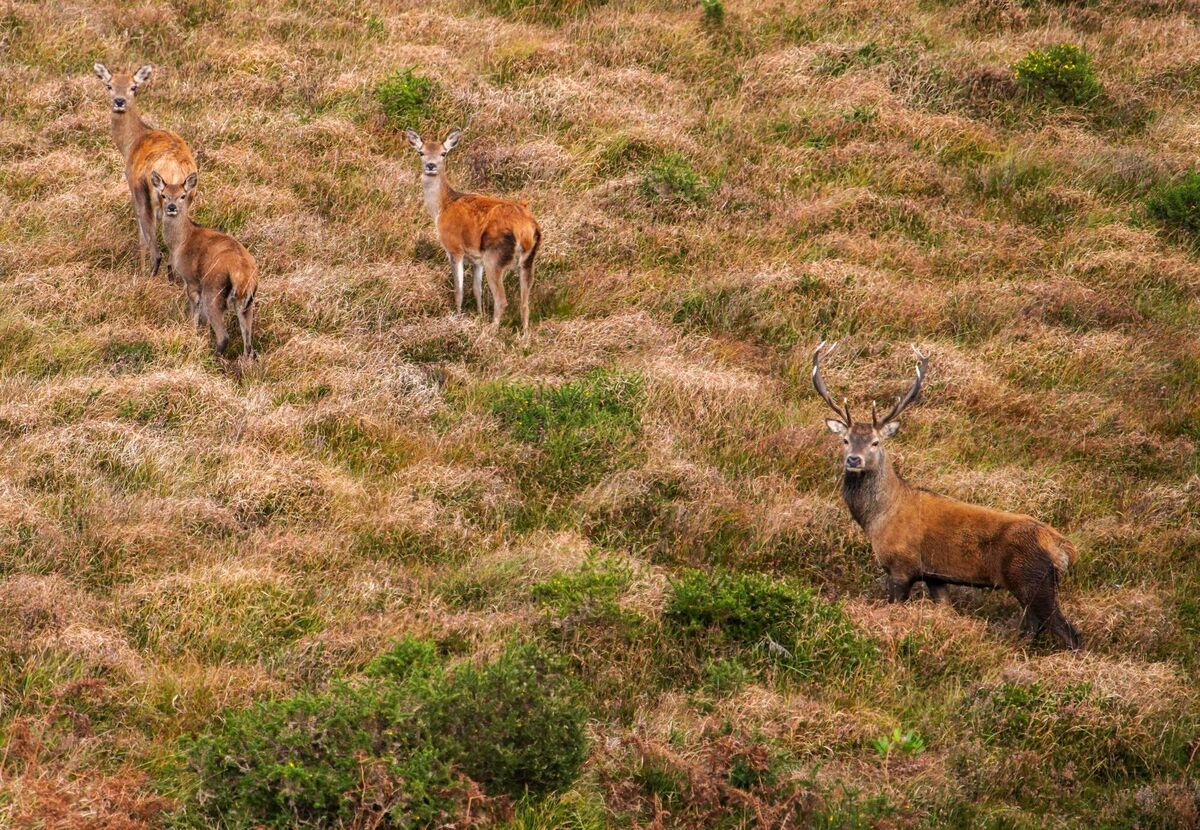 An Irish Red Stag with his three hinds making their way up Mangerton Mountain. Picture Valerie o’sullivan/NPWS An Irish Red Stag with his three hinds making their way up Mangerton Mountain. Picture Valerie o’sullivan/NPWS