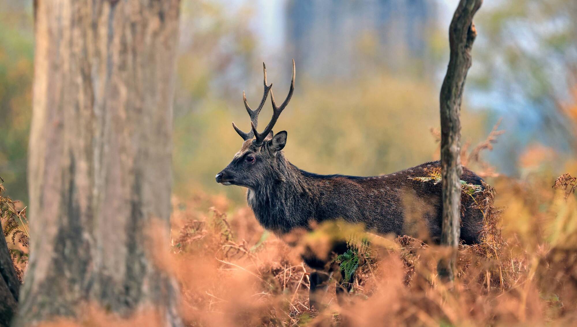 Donal Hickey: What you need to know about deer rut season at Killarney National Park