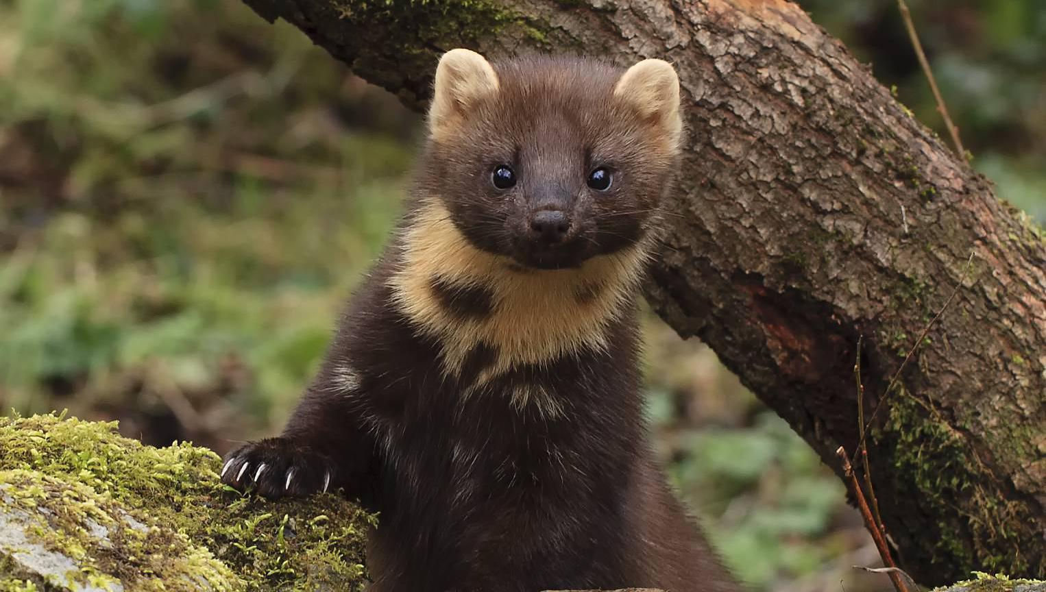 Pine marten 'resurrection' after nearly being wiped out by guns, strychnine, and habitat destruction