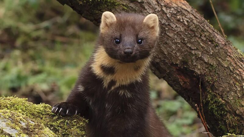Pine marten 'resurrection' after nearly being wiped out by guns, strychnine, and habitat destruction Pine marten 'resurrection' after nearly being wiped out by guns, strychnine, and habitat destruction
