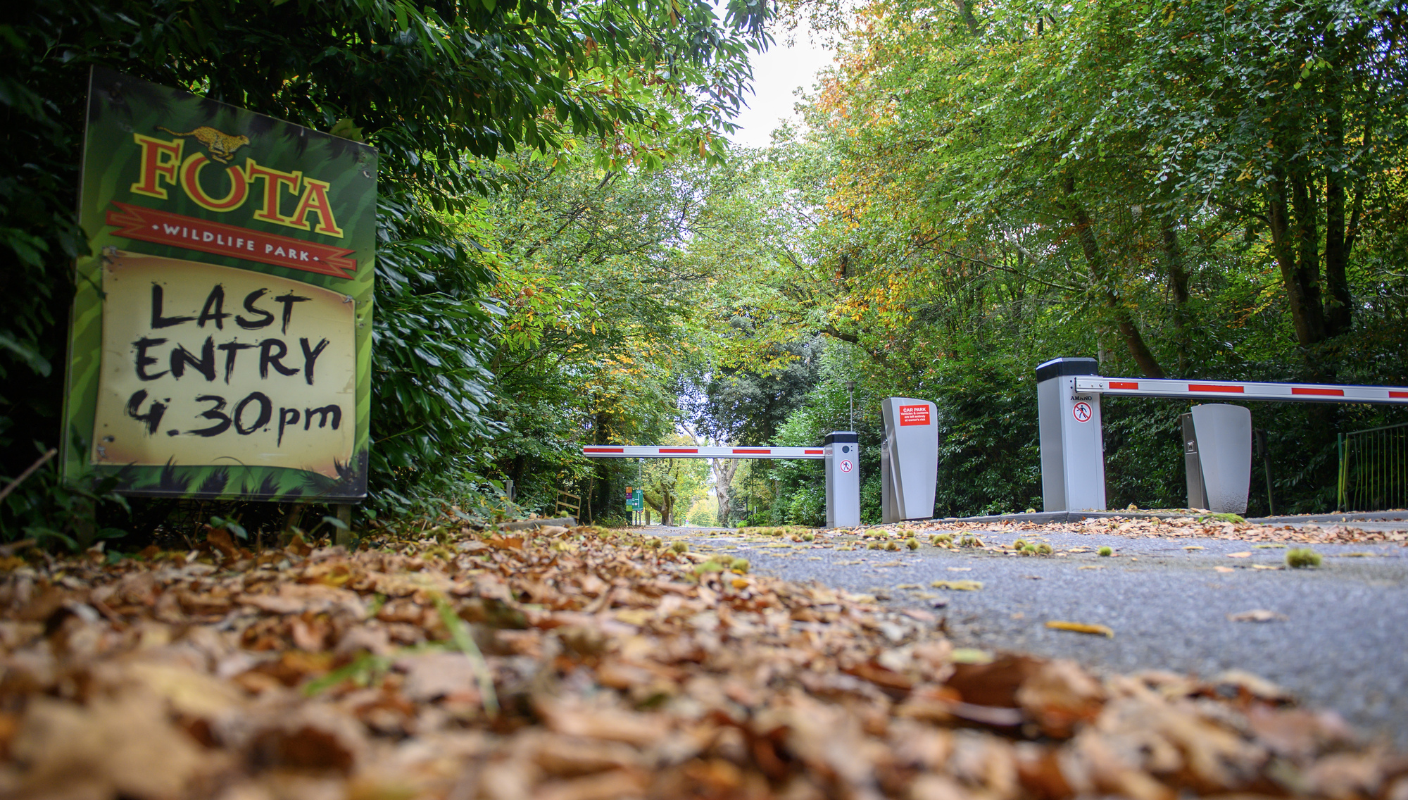 Fota Wildlife Park confirms major financial hit after avian flu forces closure