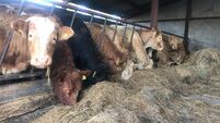 Brian Reidy: Beef performance targets this winter after some good grazing