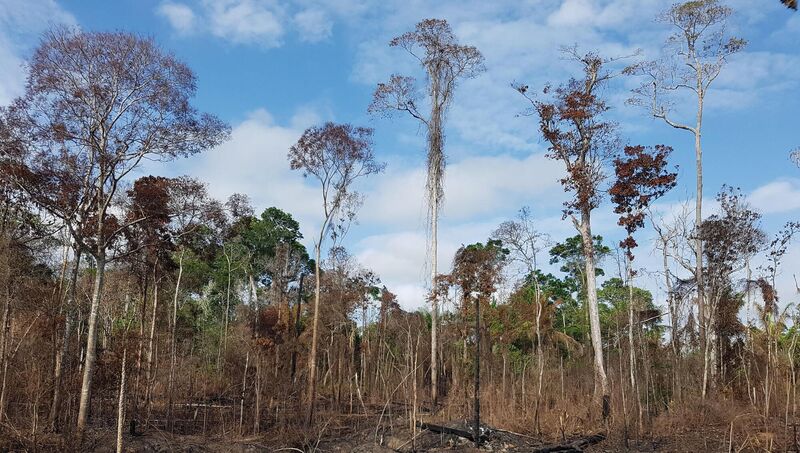 A burned section of the Amazon in 2021. File Picture. PA