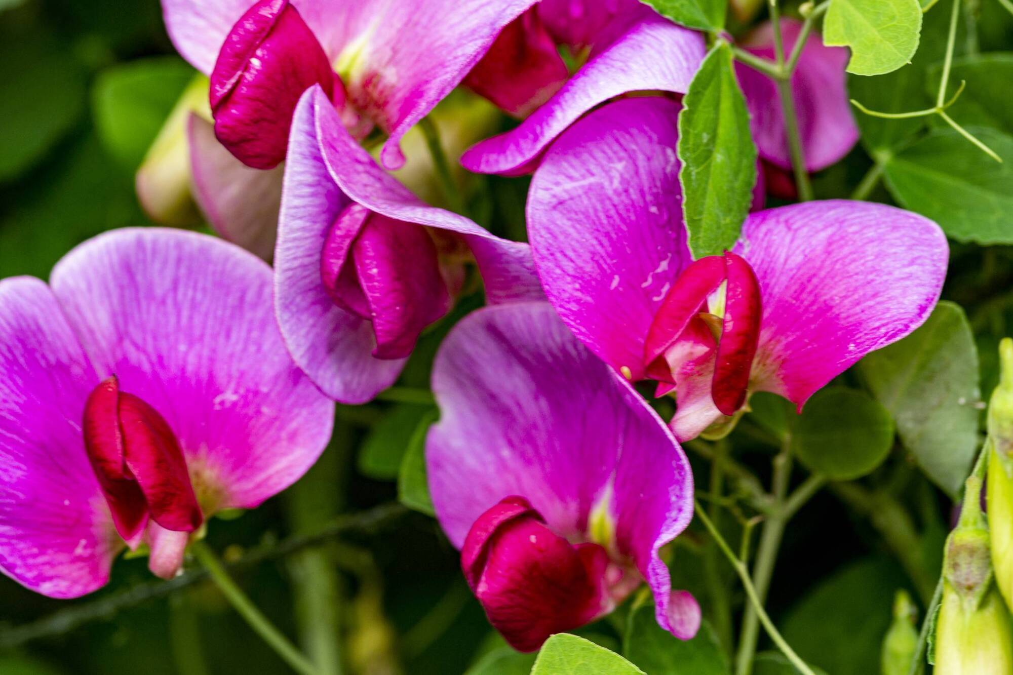 Garden Q&A: Why didn't my perennial sweet pea bloom this year?