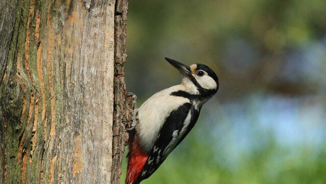 <p>A male great spotted woodpecker pictured (not in Mayo) by Dick Coombes.</p>