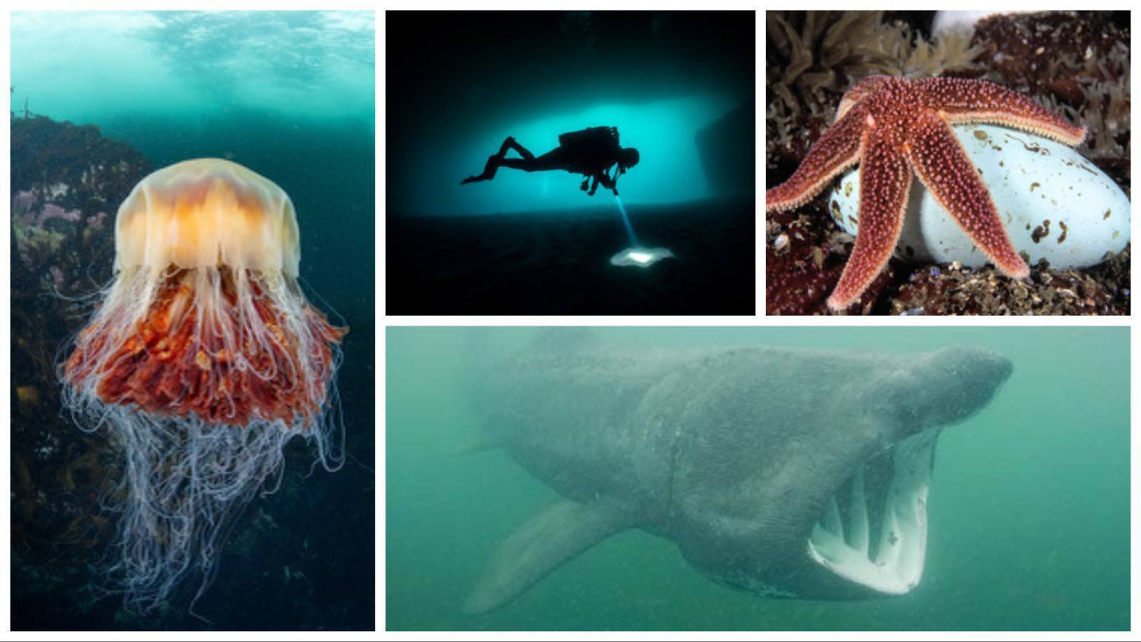 Anja Murray: Seagrass meadows and other Irish marine life marvels 