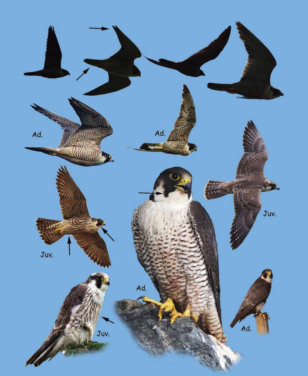 Peregrine