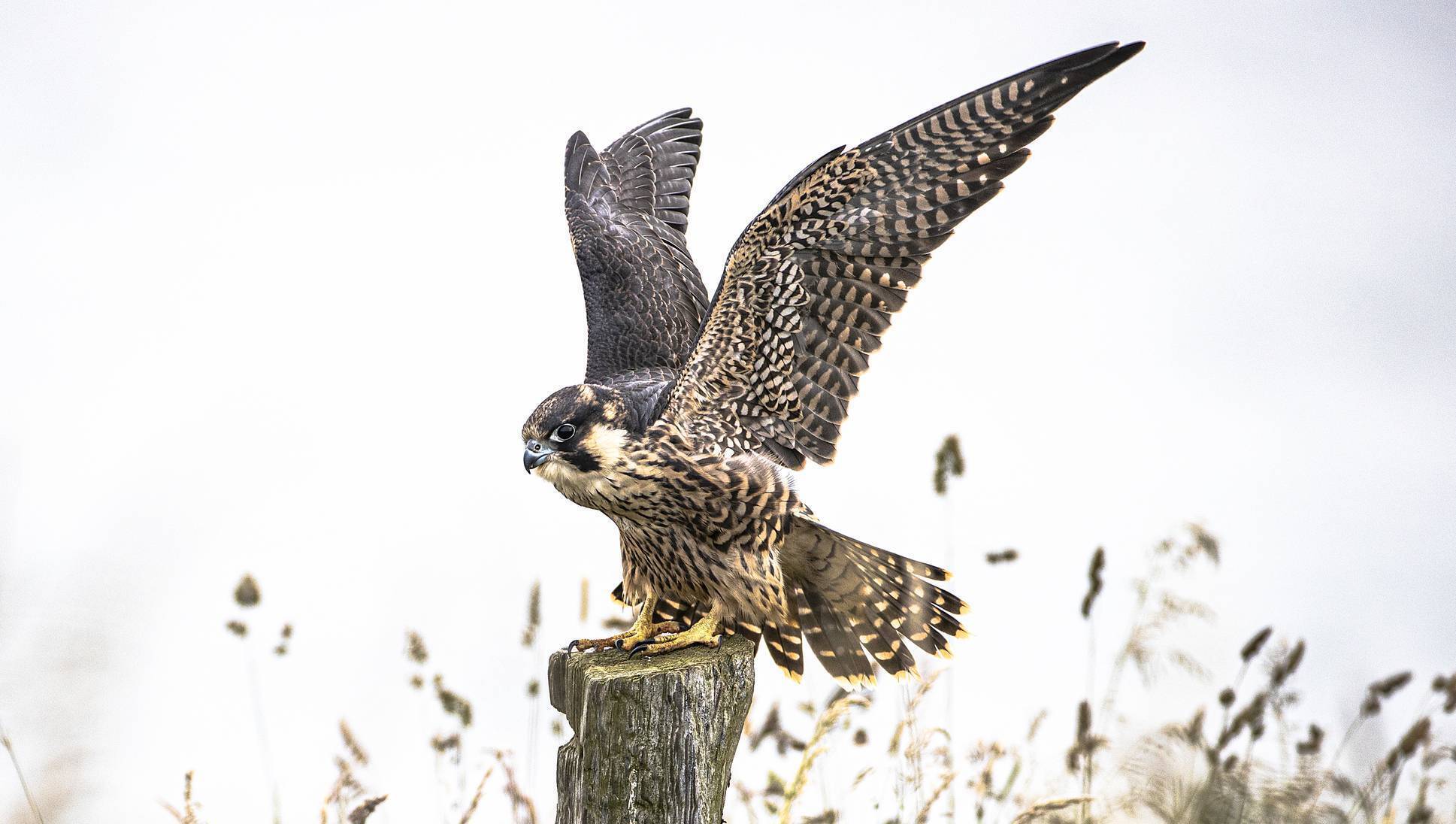 Birds of Ireland: Peregrine