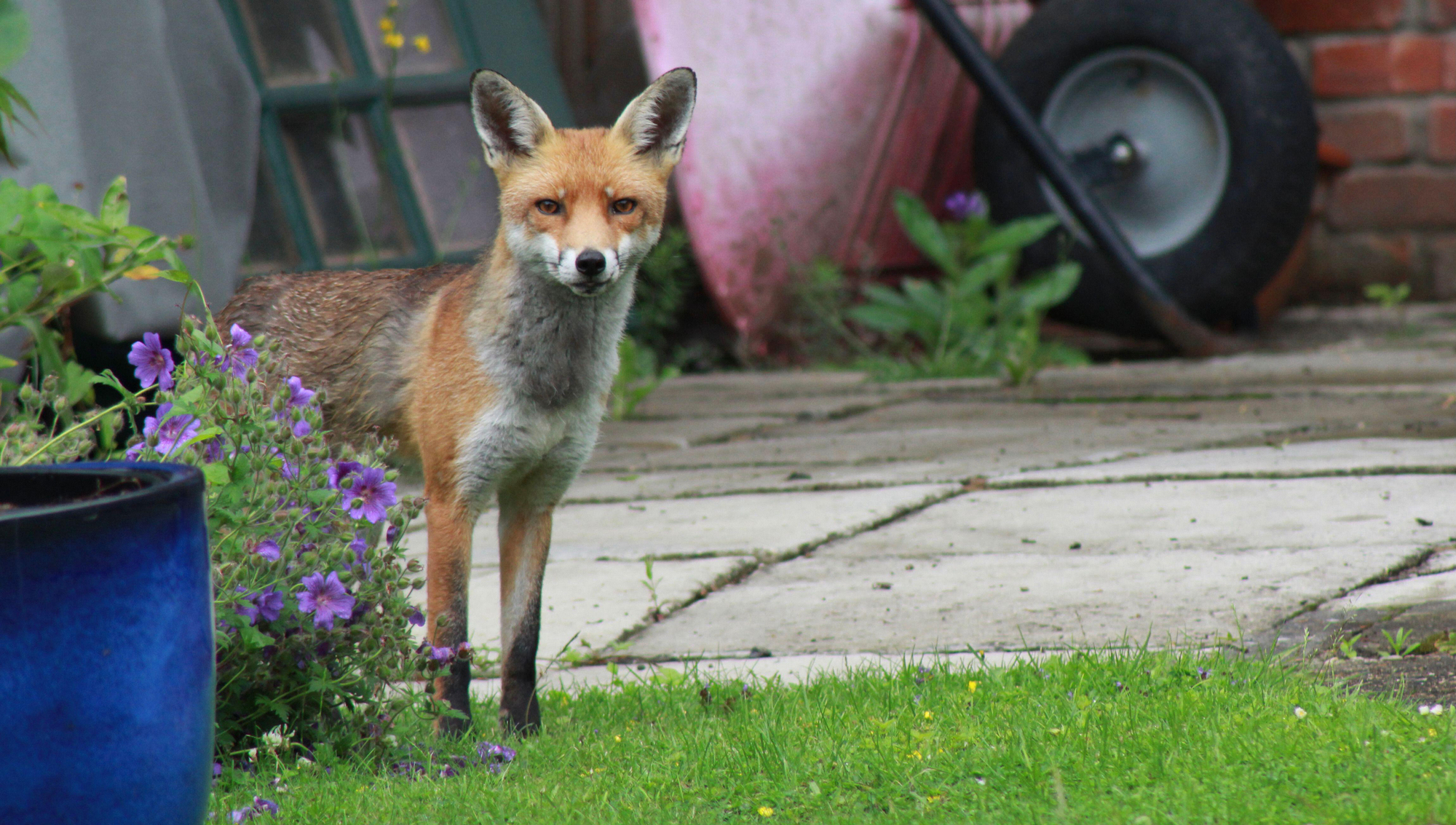 Fox hunting: Predator control or outdated blood sport?
