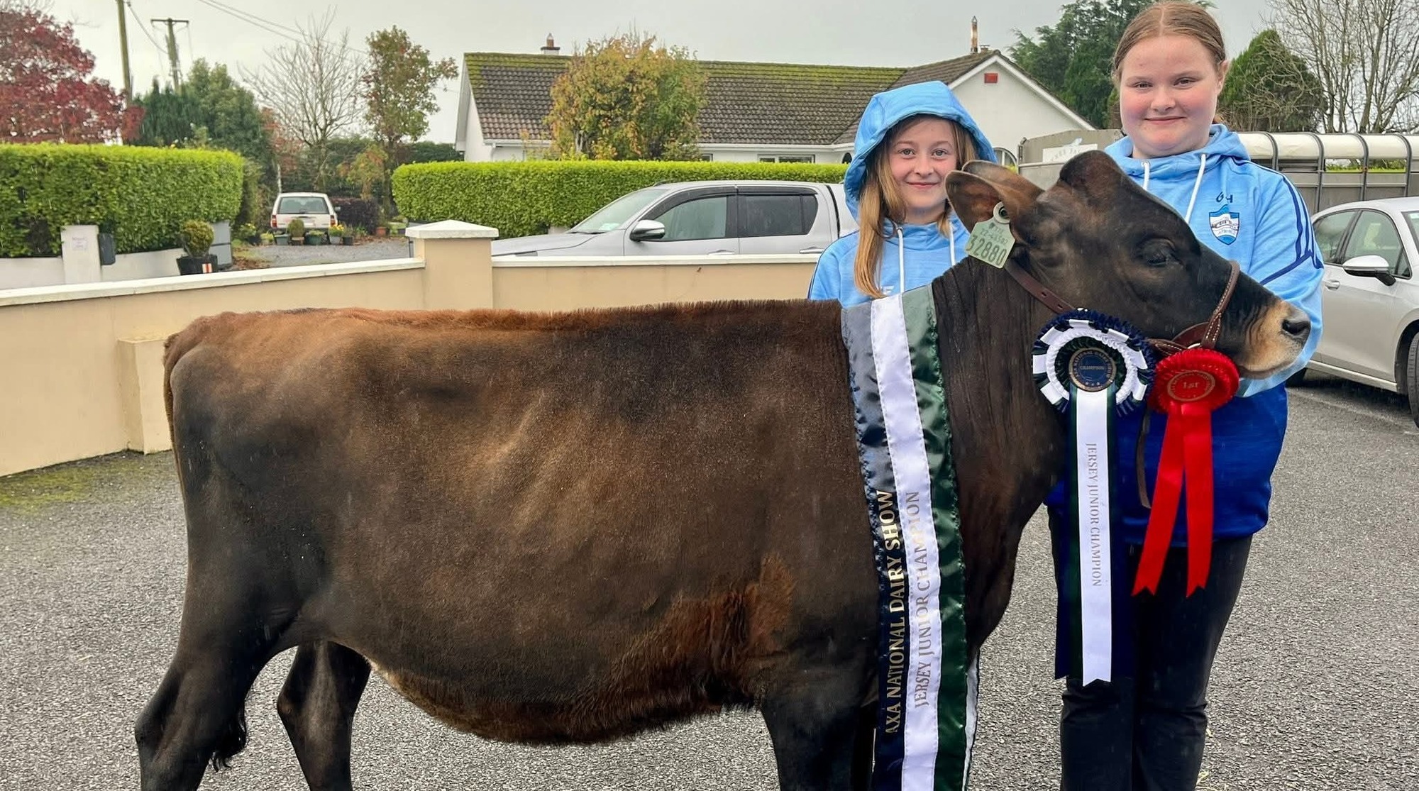 Paula Hynes: The day our daughter took a calf to school