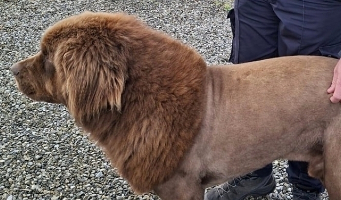 Gardaí conclude roaming ‘lion’ spotted in Clare was actually a dog