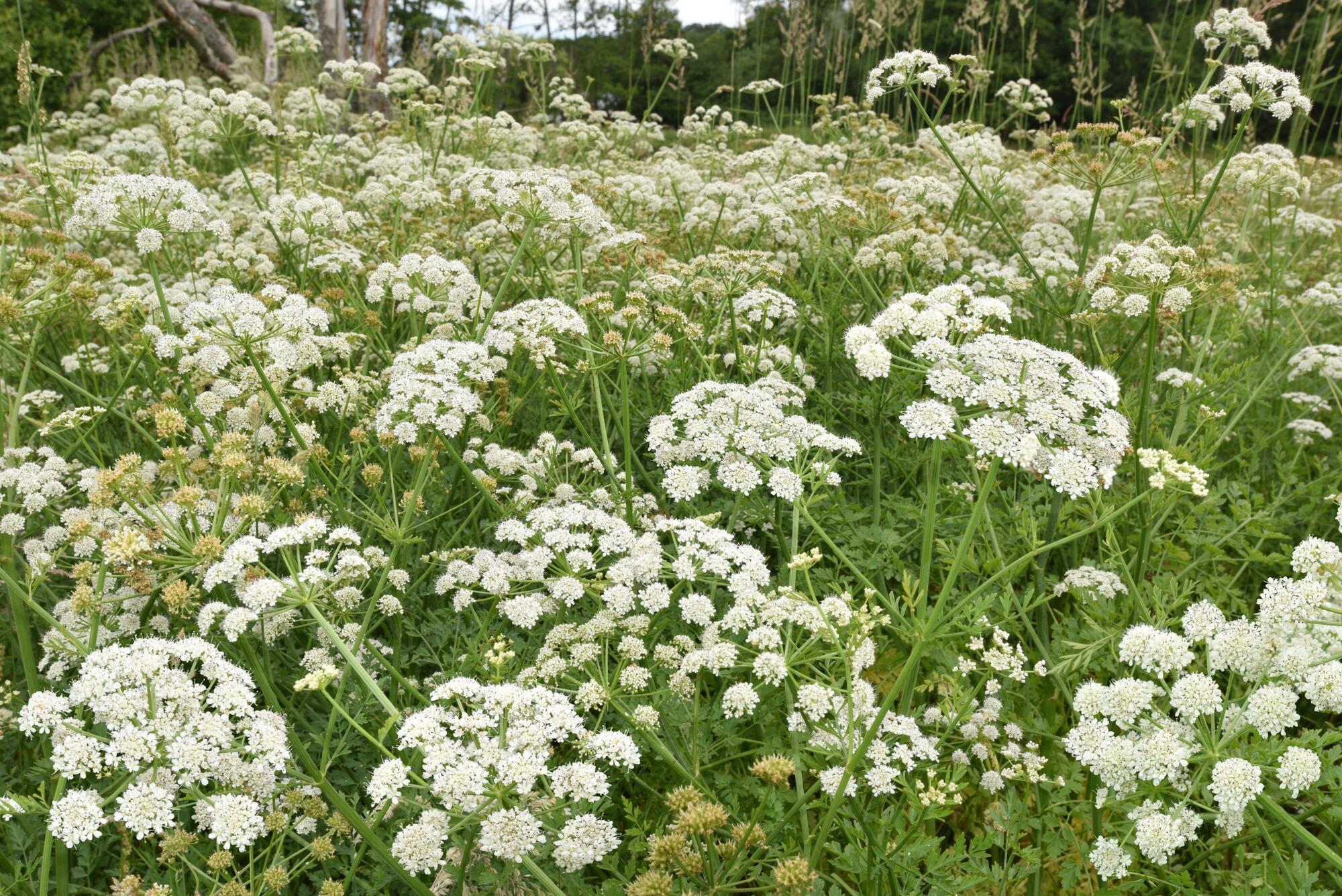 Revealed: The deadly plants gardeners and foragers need to know about