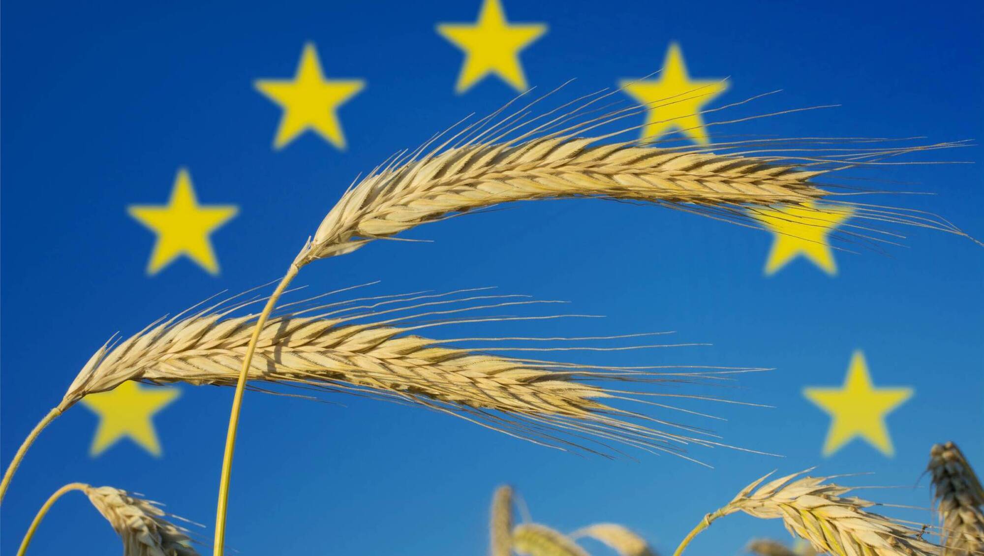 Losing CAP could cost EU 250,000 agri-food jobs and €8bn in trade losses, report shows