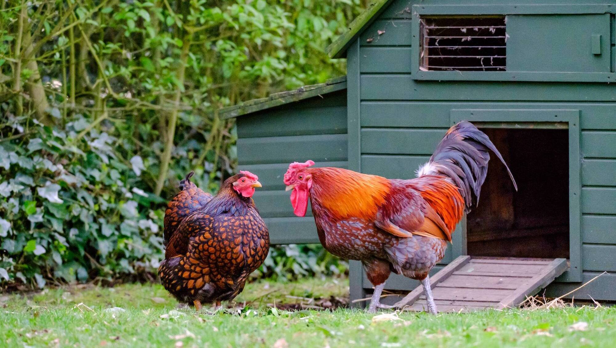 Compulsory housing order for poultry from November 10 to stop spread of bird flu