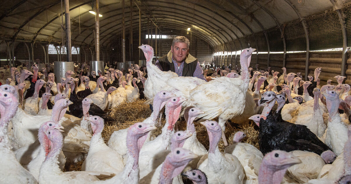Cork farmer warns of Christmas turkey shortage if more cases of bird flu ...