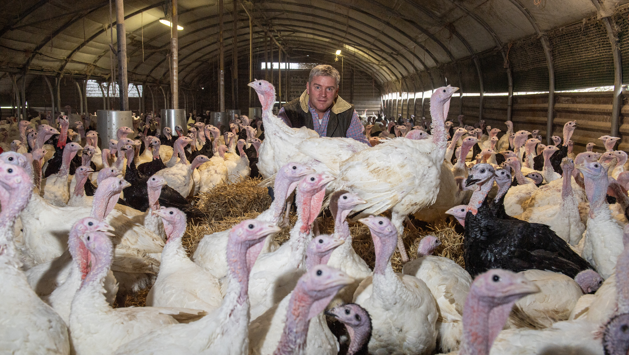 Cork farmer warns of Christmas turkey shortage if more cases of bird flu occur