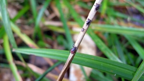 The Health Protection Surveillance Centre undertakes a number of activities to raise awareness of tick-borne illness. Picture: Eddie O’Hare The Health Protection Surveillance Centre undertakes a number of activities to raise awareness of tick-borne illness. Picture: Eddie O’Hare