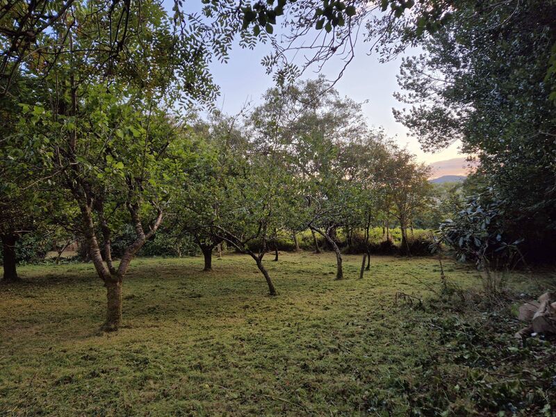 The orchard Flicka planted The orchard Flicka planted