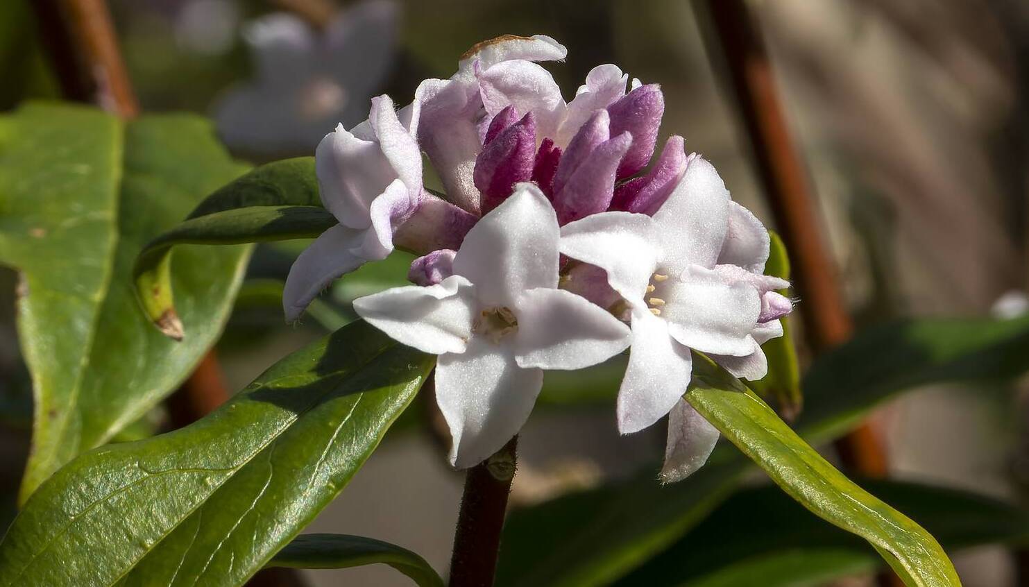 Garden Digest: Winter flower demonstrations and gala events