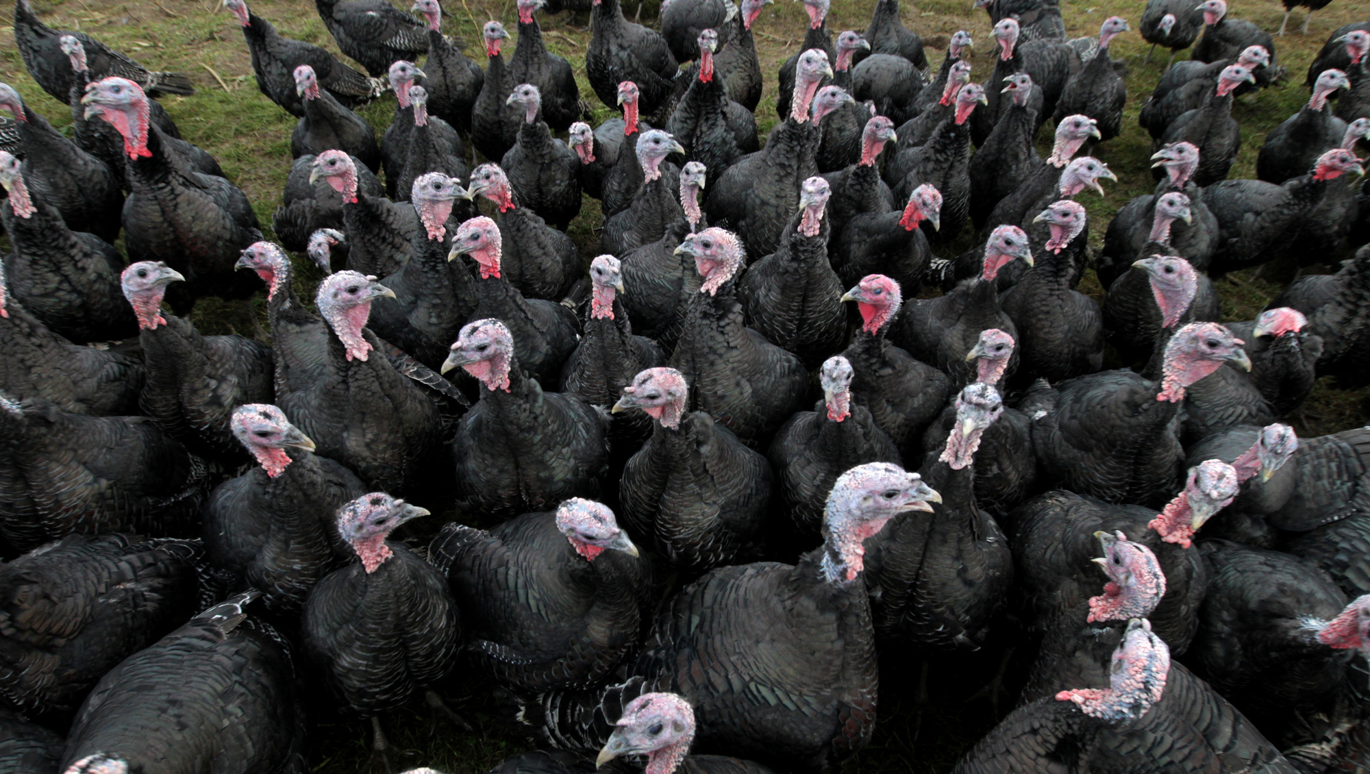 The fright before Christmas: Bird flu, turkeys, and the 'nerve-wracking' weeks ahead