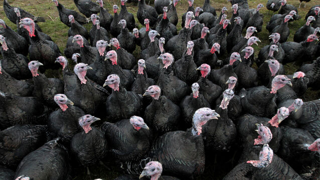 <p class="contextmenu internal_BodyRagged">Europe has been hit by a surge in bird flu outbreaks. Bird flu often spreads through migrating birds, and it peaks in winter. Picture: Mark Stedman/RollingNews.ie</p>
