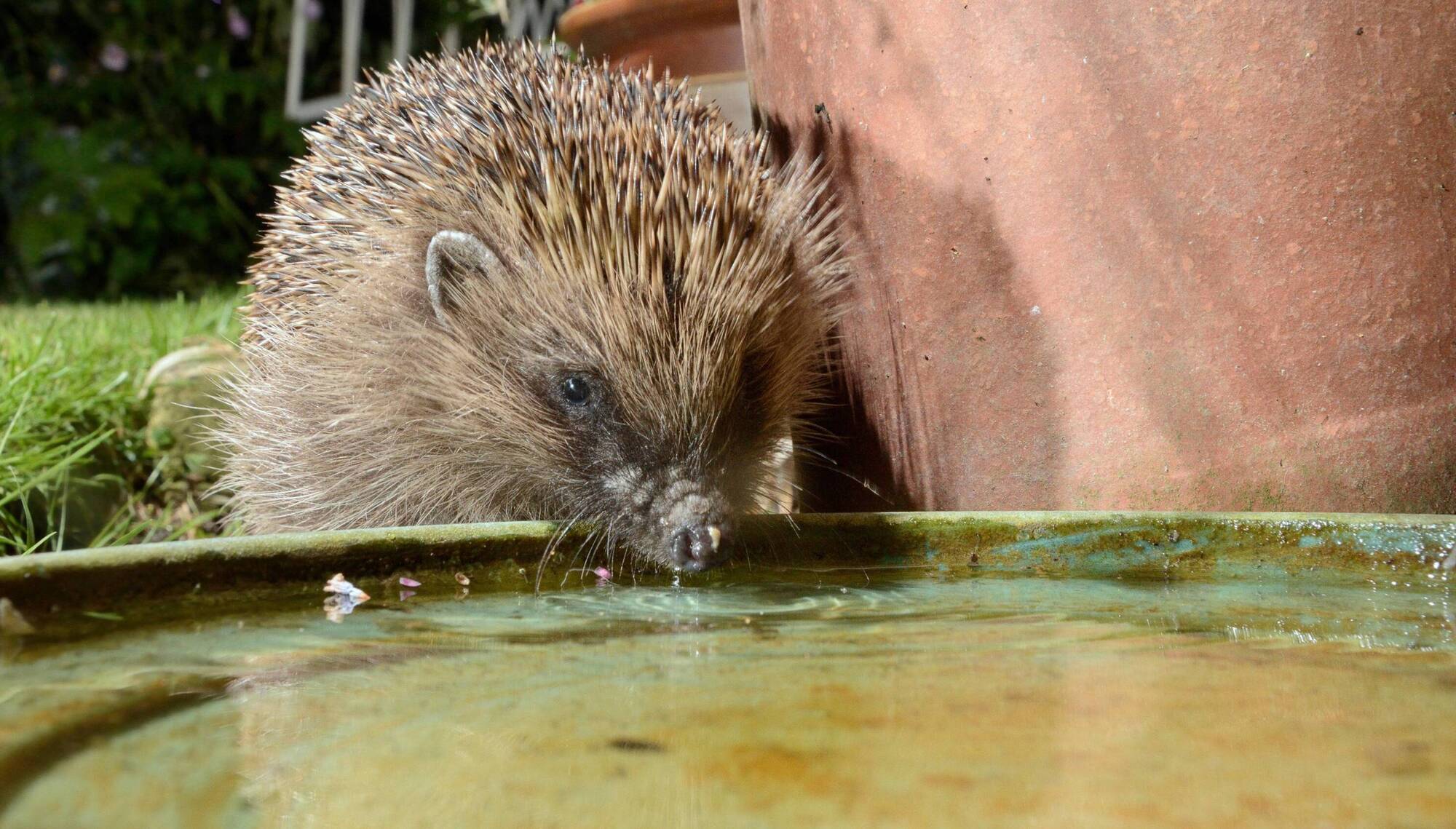 Hedgehogs getting ready for hibernation