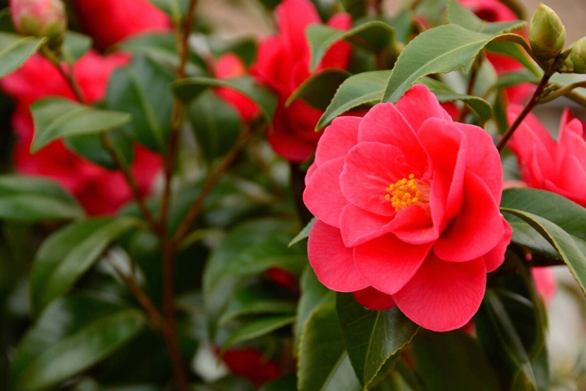 Camellia.