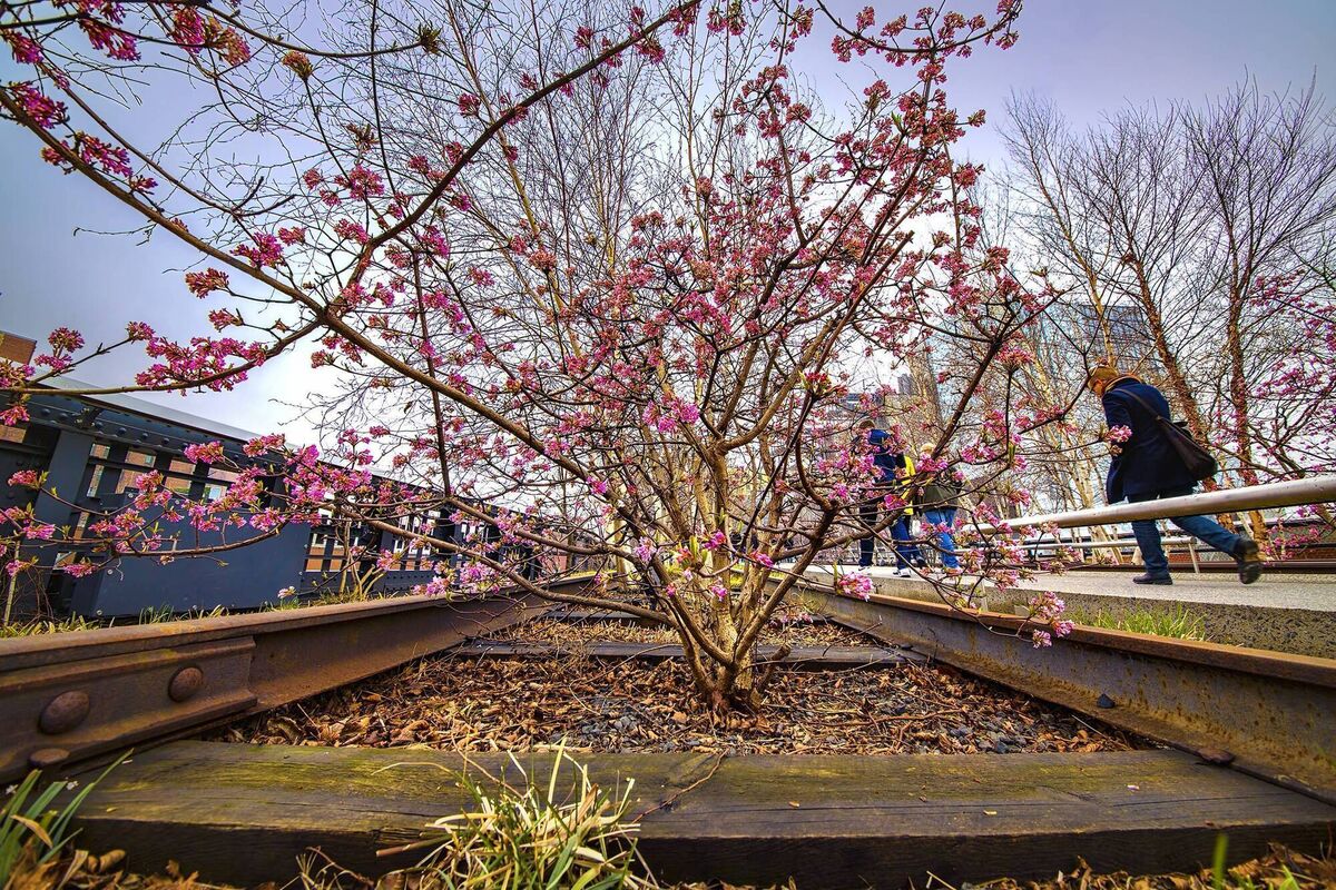 Viburnum Dawn budding in New York.
