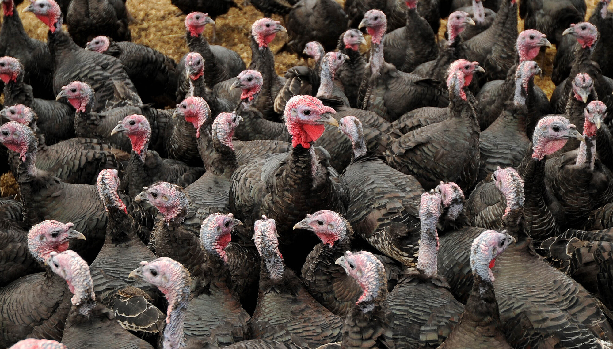 Third bird flu outbreak confirmed in turkey farm in Co Monaghan