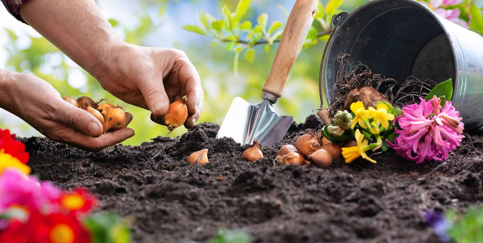 Garden Q&A: Is there still time to plant spring bulbs in November? 