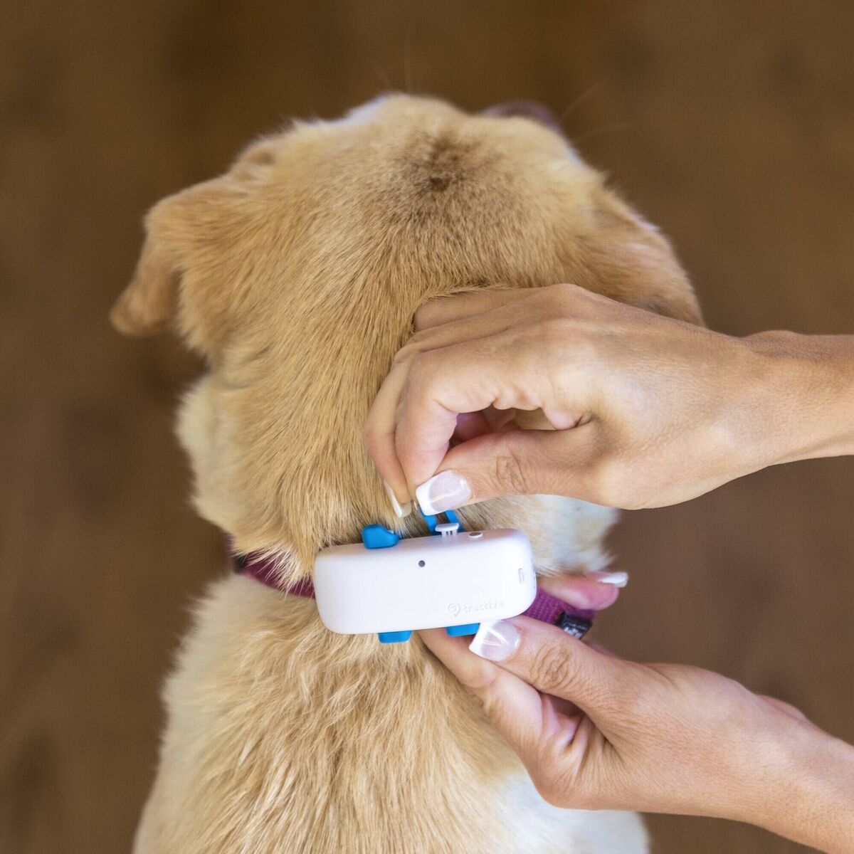 Tractive Dog GPS, €59.99, Currys.