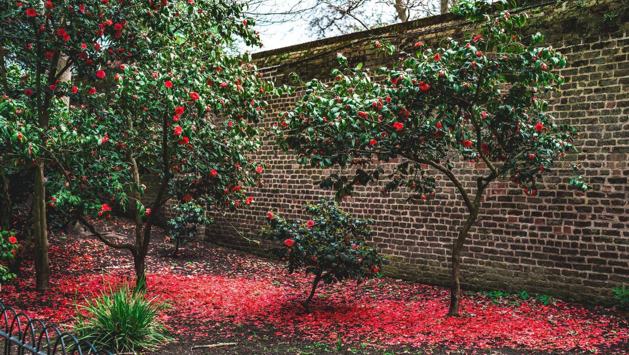Peter Dowdall: Stars of November shine brightly in our gardens