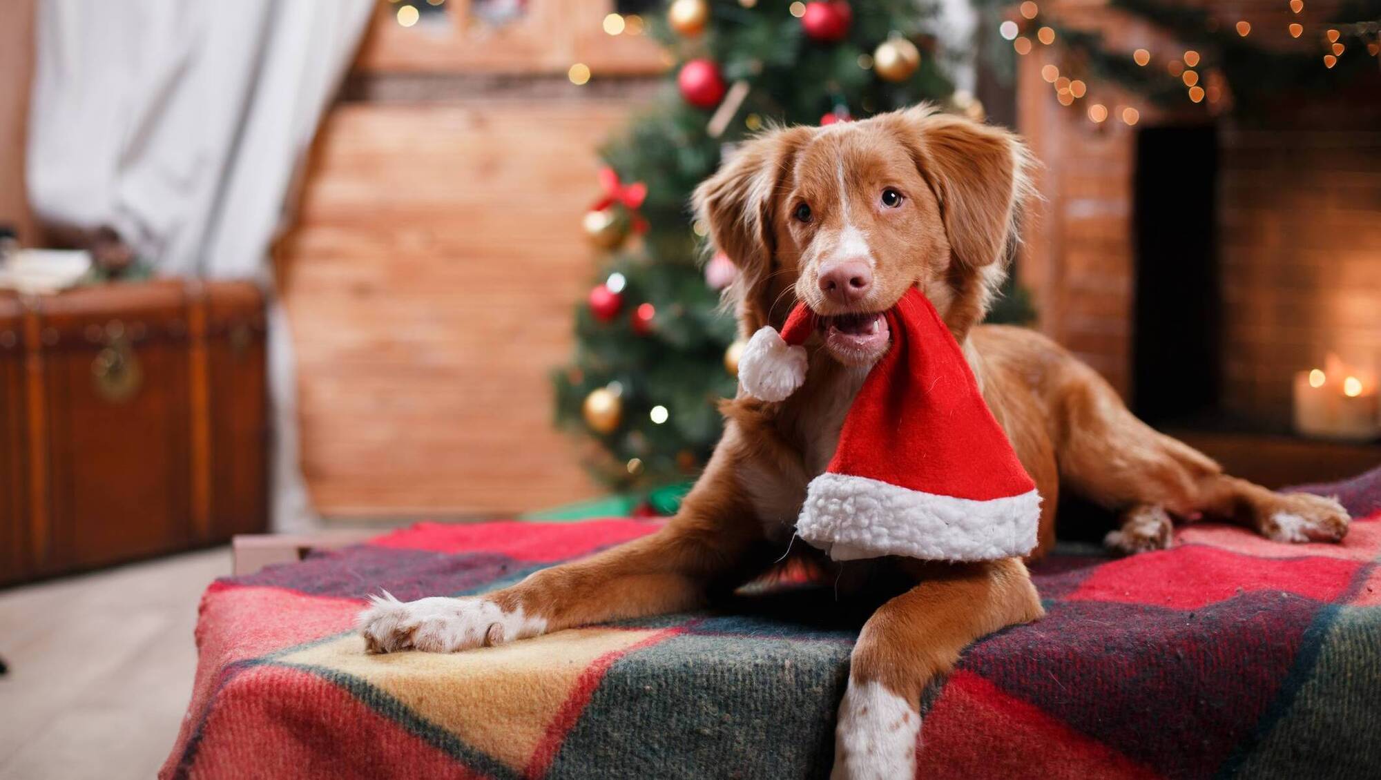 How to keep our pets safe and happy this Christmas 