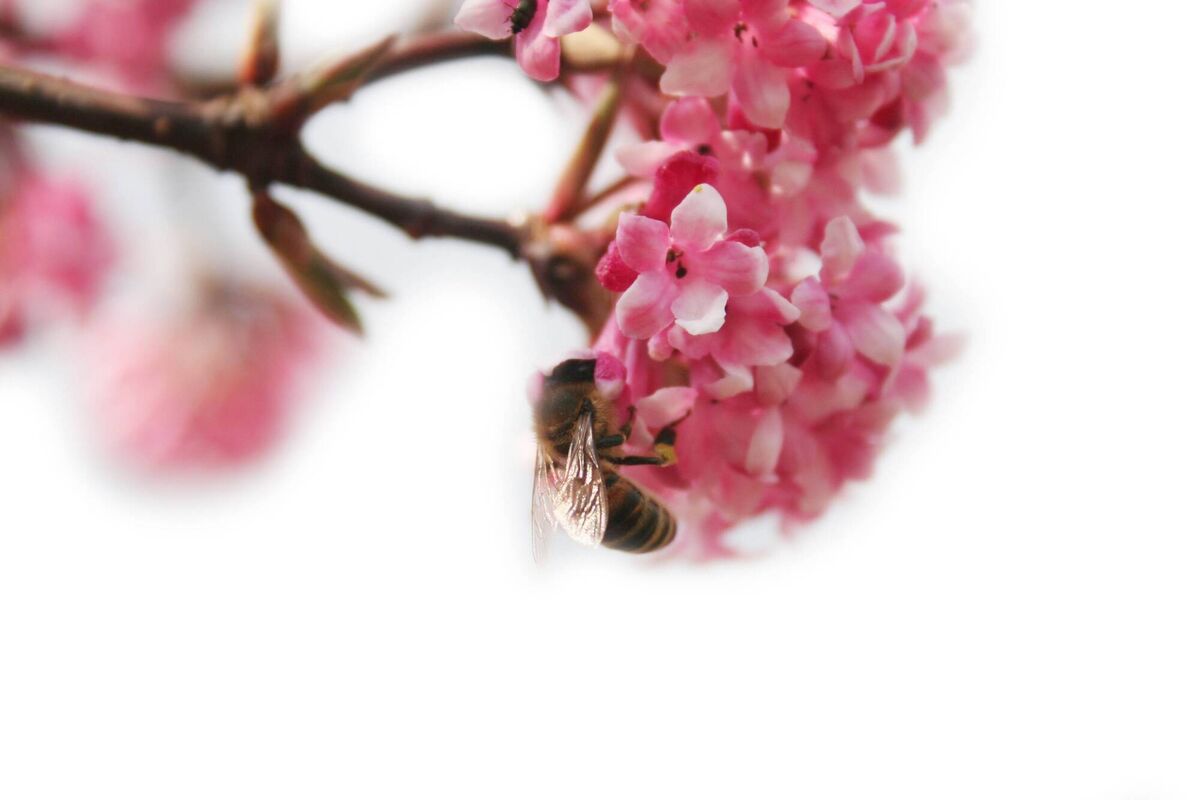 Viburnum x bodnantense 'Dawn' thrives in low temperatures, its sweetly scented blooms brightening up the winter garden, along with providing valuable food to any bees and other pollinating insects. 