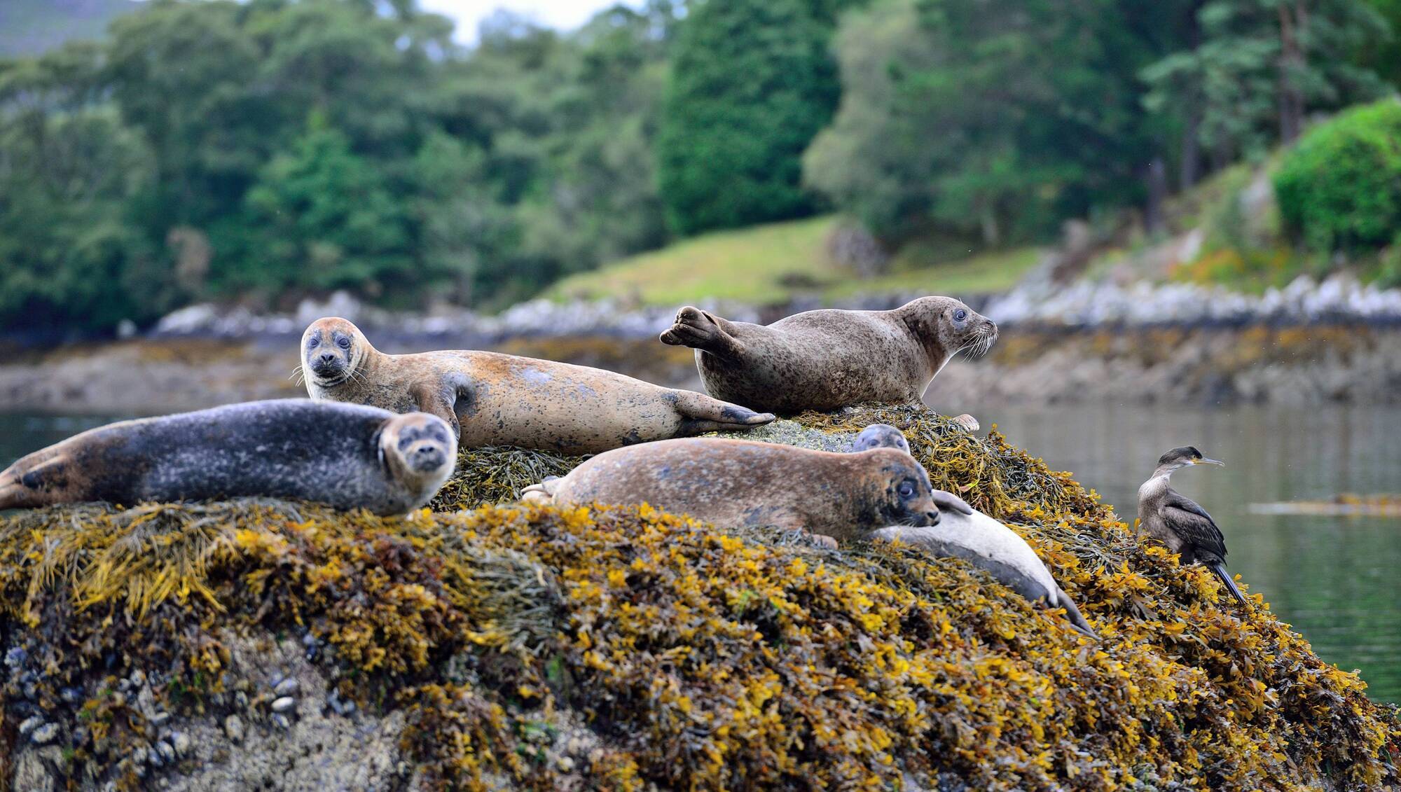 Bird flu fears for Ireland's seals as UK records rise in seal deaths