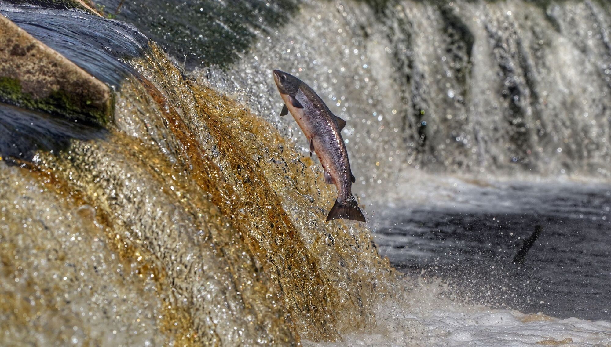 Anja Murray: Epic migration of Atlantic salmon in jeopardy