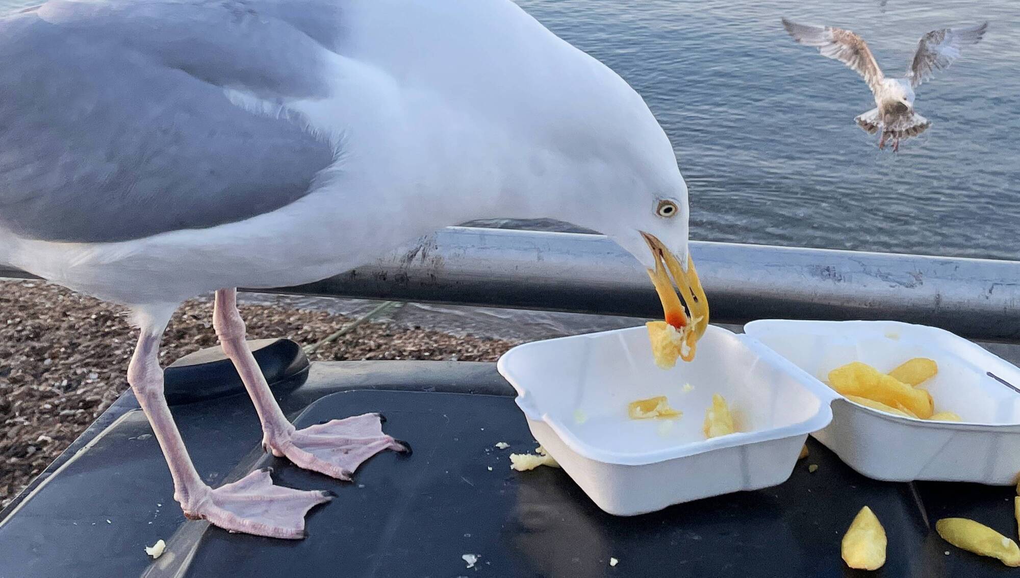 Shout at seagulls to stop them stealing your food, research suggests