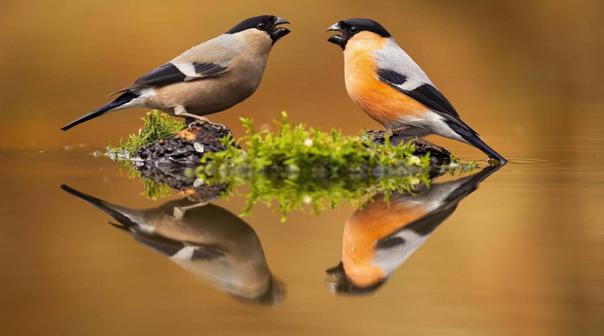 Why female mammals live longer than males but female birds die first