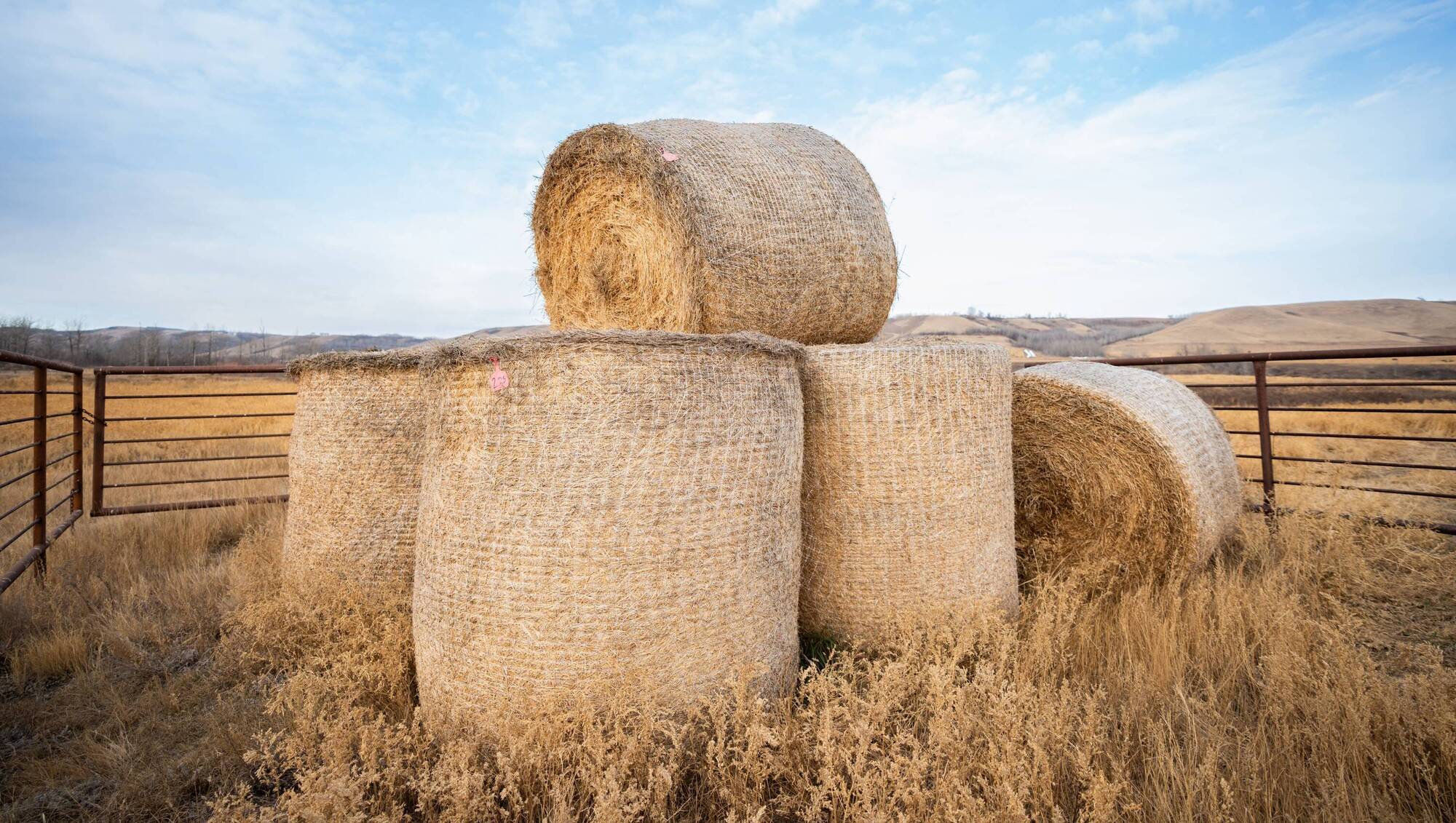 Full-sized hybrid loader and compostable bale wrap among New Holland's Agritechnica launches