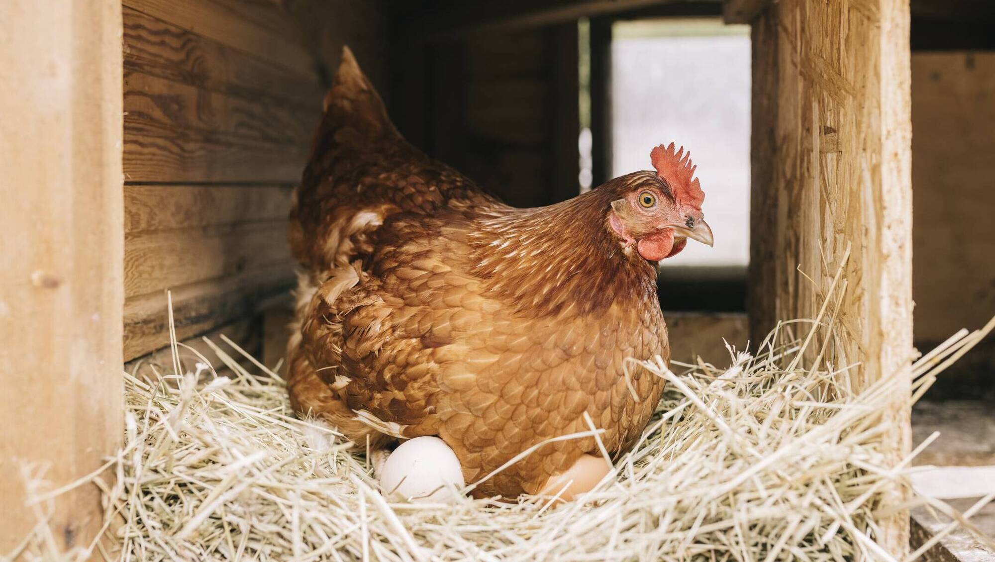 Bruising under skin a telltale sign of bird flu, top vet says